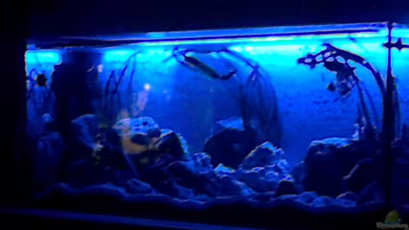 Aquarium Hauptansicht von Becken 27594