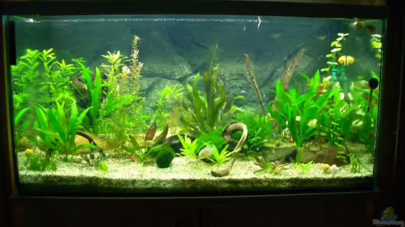 Aquarium Hauptansicht von Becken 2767 von Rauti (1)