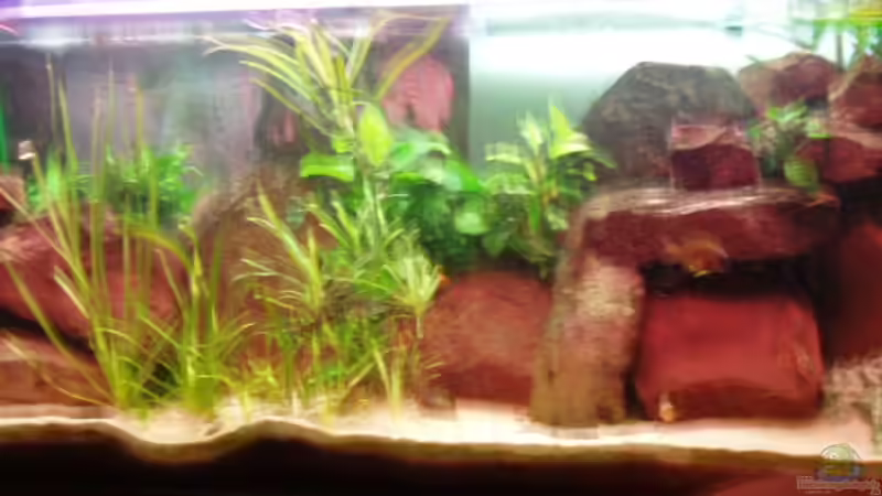 Aquarium Hauptansicht von Becken 2770 von Sandro Iffert (1)