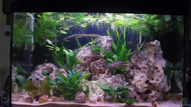 Aquarium Hauptansicht von Becken 2773