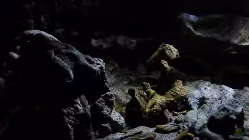 Aquarium Hauptansicht von Becken 27745