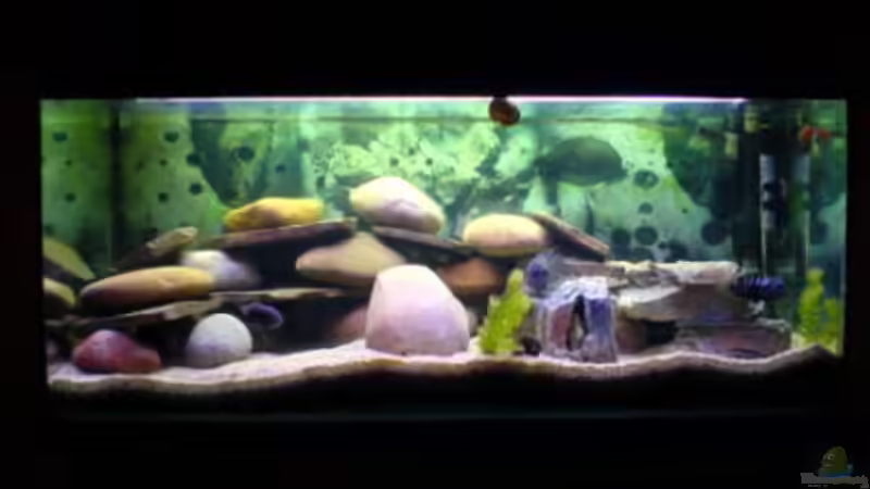 Aquarium Hauptansicht von Becken 2779 von Frank Rollmann (1)