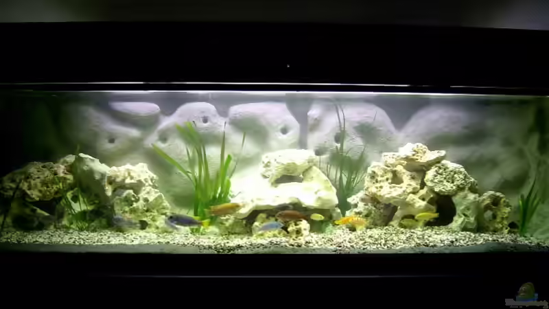 Aquarium Hauptansicht von Becken 278 von Michael Habermann (1)