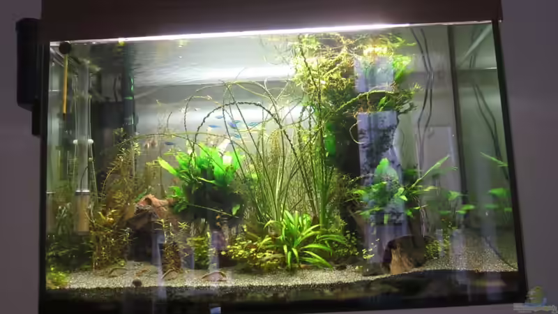 Aquarium Hauptansicht von Becken 27839 von sajo007