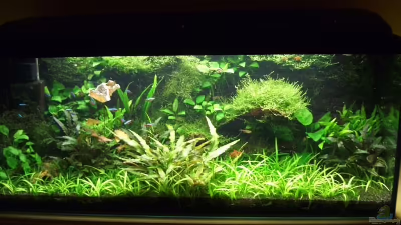 Aquarium Hauptansicht von Becken 2785 von Mario Cindric (1)