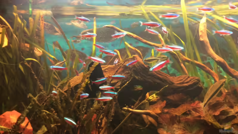 Aquarium Hauptansicht von Becken 27892