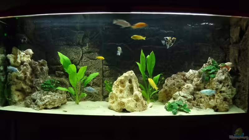 Aquarium Hauptansicht von Becken 27926 von Aspel82 (1)