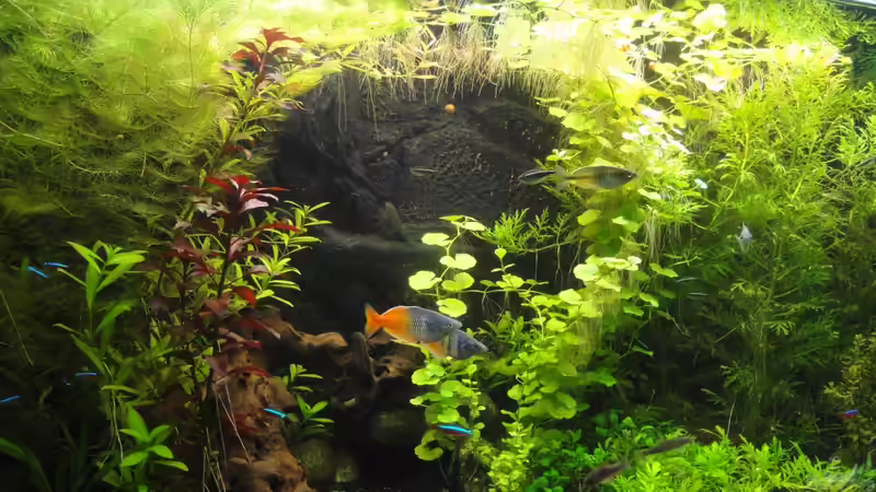 Aquarium Hauptansicht von Becken 27966 von Jankow (1)