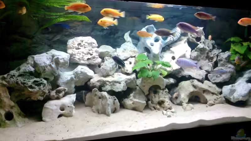 Aquarium Hauptansicht von Becken 2802