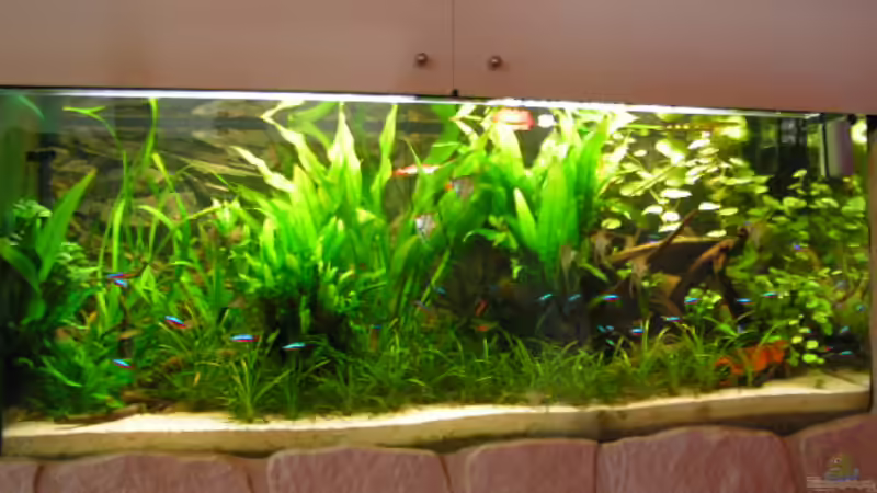 Aquarium Hauptansicht von Becken 2813 von Heiko Schneider (1)