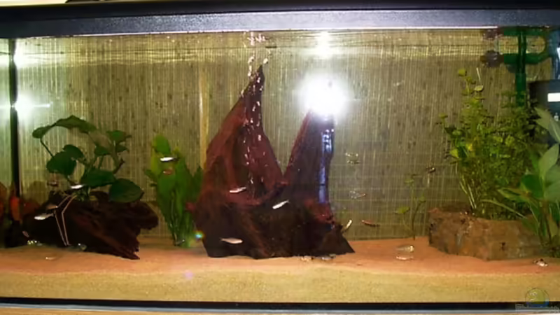 Aquarium Hauptansicht von Becken 2829 von Sascha Hentrich (1)