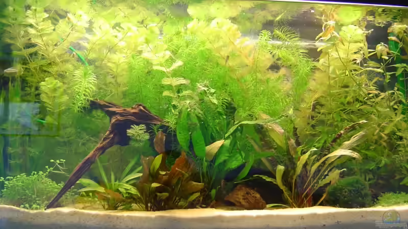 Aquarium Hauptansicht von Becken 2836 von Flossenbeschauer (1)