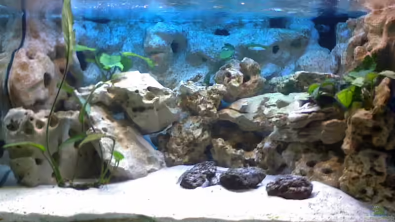 Aquarium Hauptansicht von Becken 2847