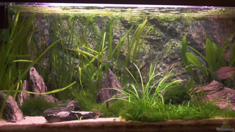 Aquarium Hauptansicht von Becken 2849 von Vanessa Ungethüm (1)