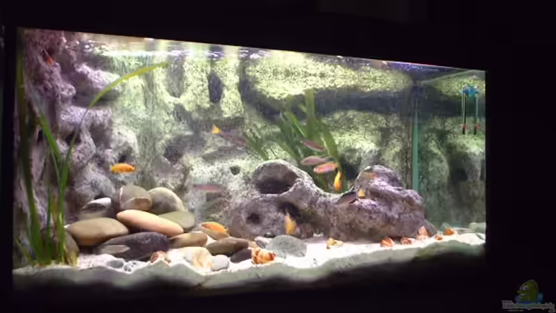 Aquarium Hauptansicht von Becken 285 von Ralf Romer (1)