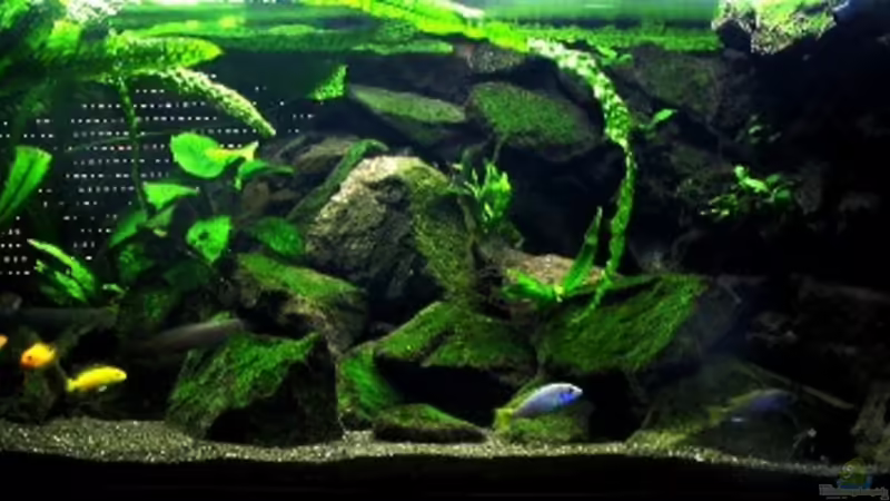 Aquarium Hauptansicht von Becken 2850