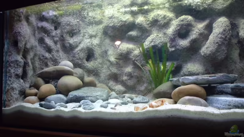 Aquarium Hauptansicht von Becken 286 von Ralf Romer (1)