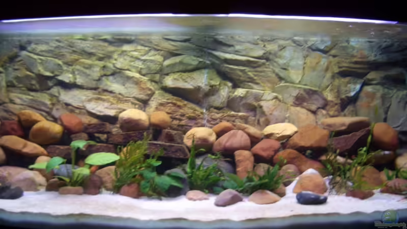 Aquarium Hauptansicht von Becken 2860 von Holger Spretz (1)