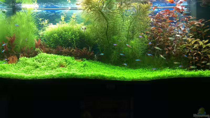 Aquarium Hauptansicht von Becken 28629 von Terence Hill (1)