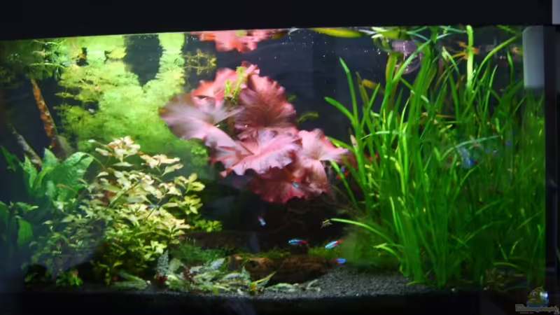 Aquarium Hauptansicht von Becken 2871 von Martin Kühnel (1)