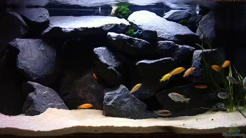 Aquarium Hauptansicht von Becken 2873 von Ben Burzlaff (1)