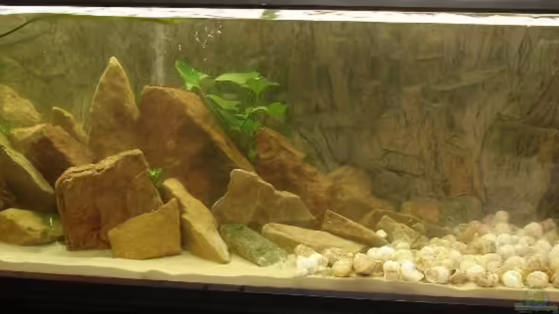 Aquarium Hauptansicht von Becken 2883 von Susanne Gillig (1)