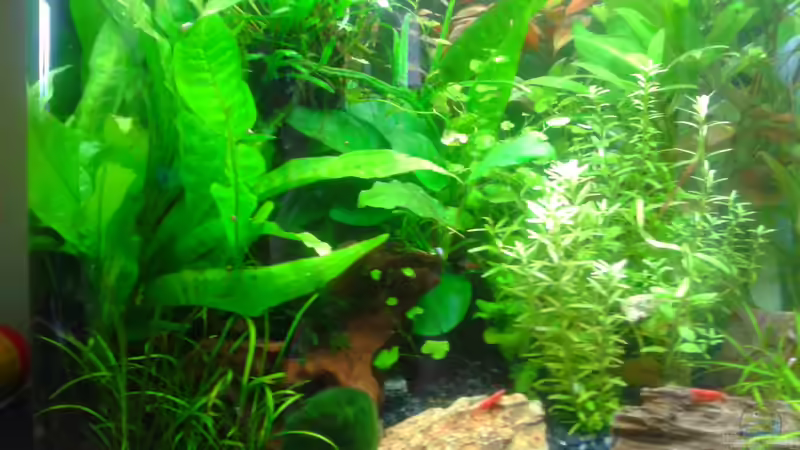 Aquarium Hauptansicht von Becken 28876