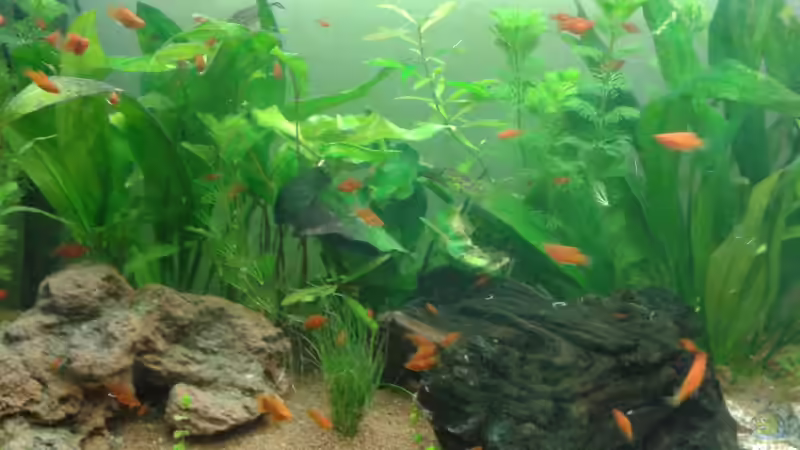 Aquarium Hauptansicht von Becken 28942 von Reinhold Berk (1)