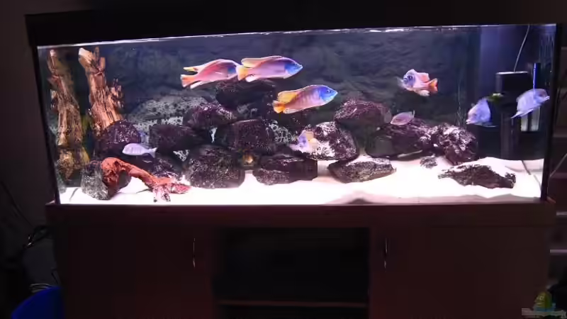 Aquarium Hauptansicht von Becken 2898 von Beat Zureich (1)