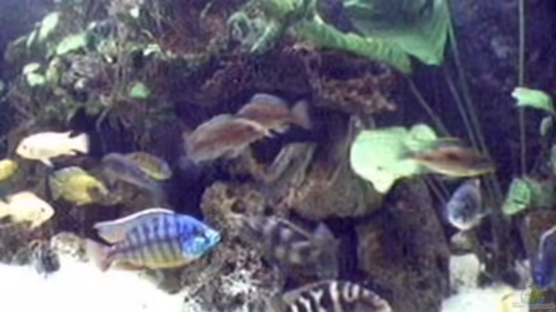 Aquarium Hauptansicht von Becken 29 von Oliver Duddeck (1) (3)