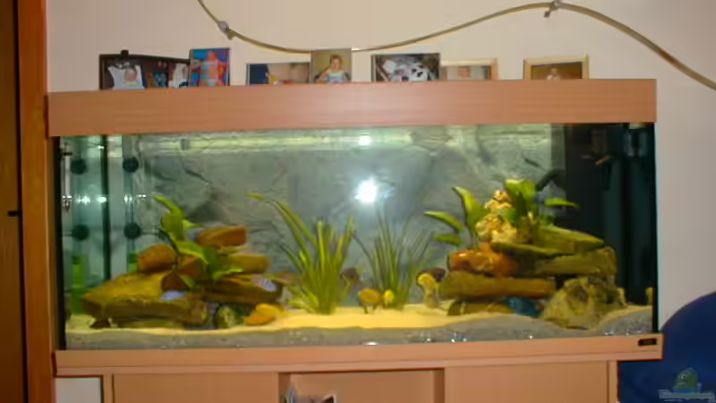 Aquarium Hauptansicht von Becken 290 von Andreas Sachisthal (1)