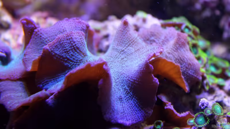 Aquarium Hauptansicht von Becken 29062