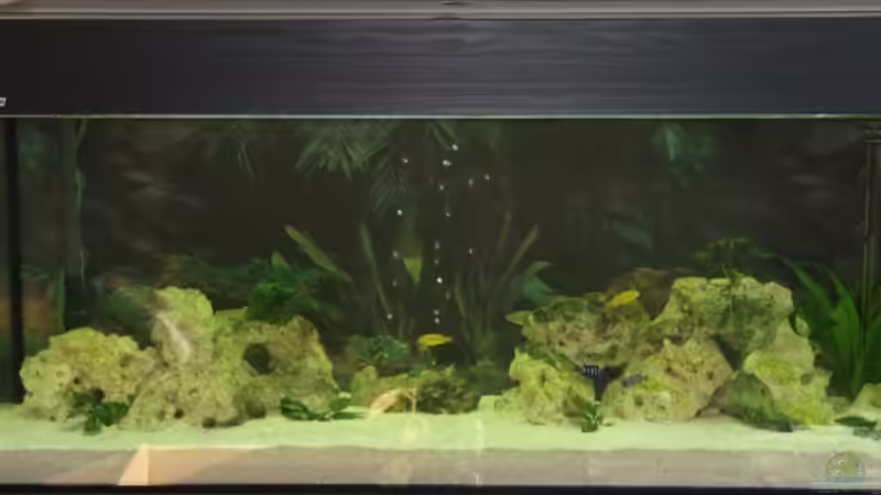 Aquarium Hauptansicht von Becken 2912 von Peter Kretschmer (1)