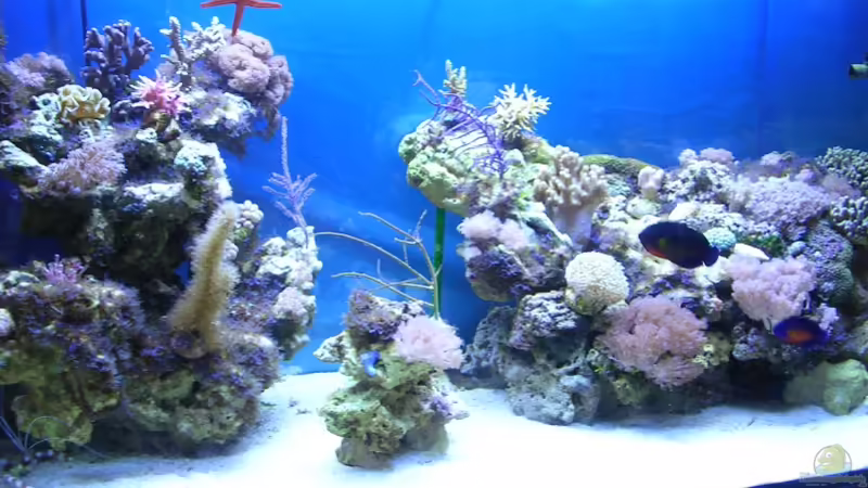 Aquarium Hauptansicht von Becken 2918 von Felix Pahs (1)