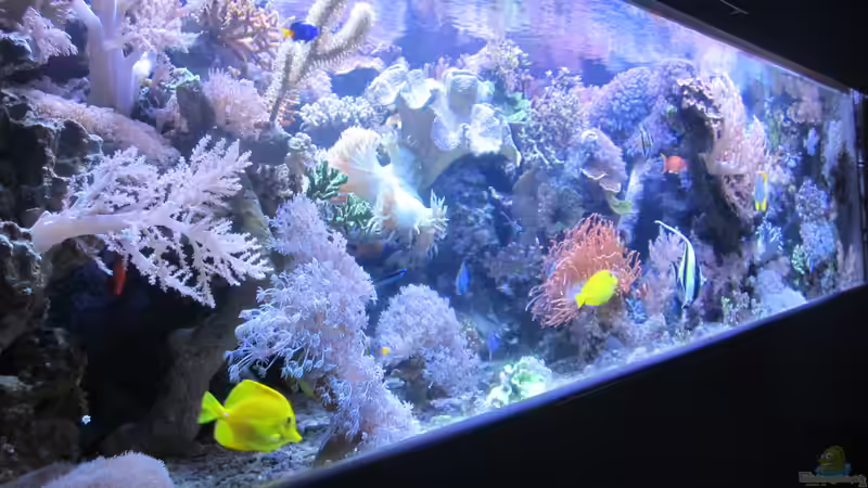 Aquarium Hauptansicht von Becken 29195 von Andreas L (1)