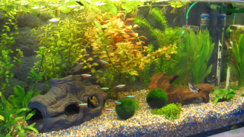 Aquarium Hauptansicht von Becken 2926