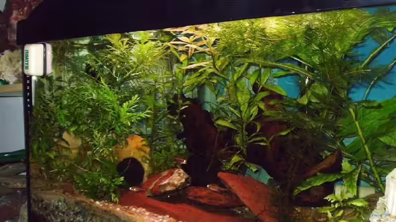 Aquarium Hauptansicht von Becken 2927 von André Küter