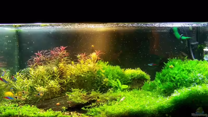 Aquarium Hauptansicht von Becken 2932 von Christian Wolf (1)