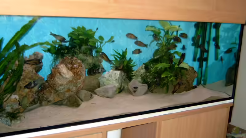 Aquarium Hauptansicht von Becken 295
