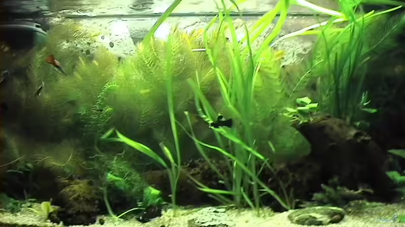 Aquarium Hauptansicht von Becken 2957 von Yasemin Ünsal (1) (2)