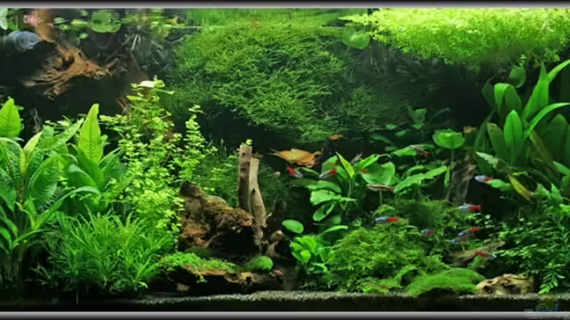 Aquarium Hauptansicht von Becken 2964