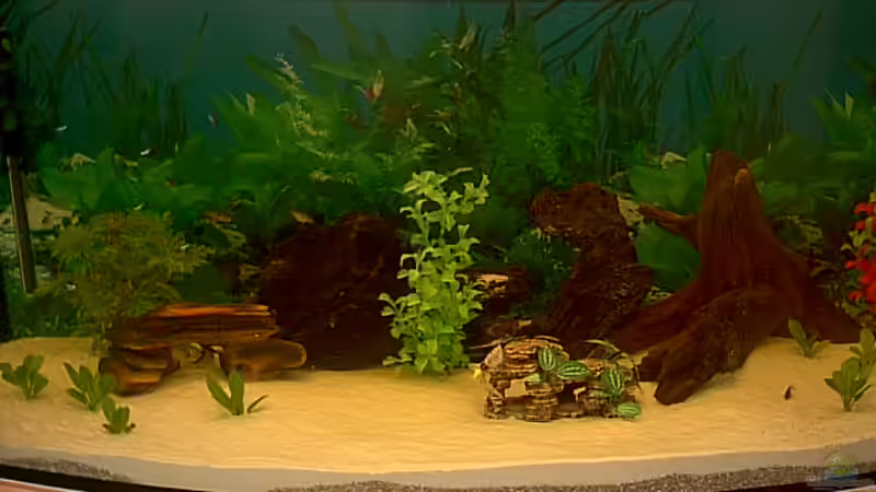 Aquarium Hauptansicht von Becken 2970 von Robert Schröder (1)