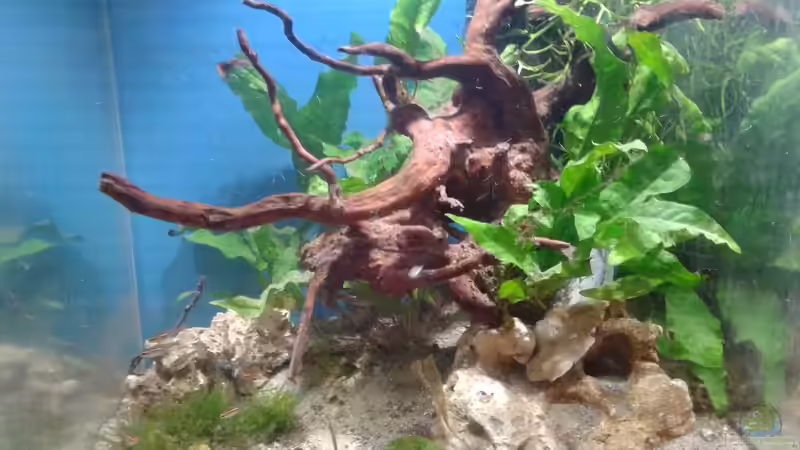 Aquarium Hauptansicht von Becken 29717 von Toni