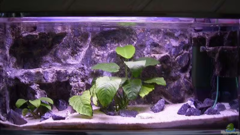 Aquarium Hauptansicht von Becken 298 von Markus Baitinger (1)