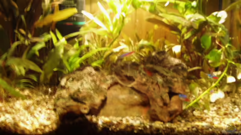 Aquarium Hauptansicht von Becken 2980 von Sandro Iffert (1)