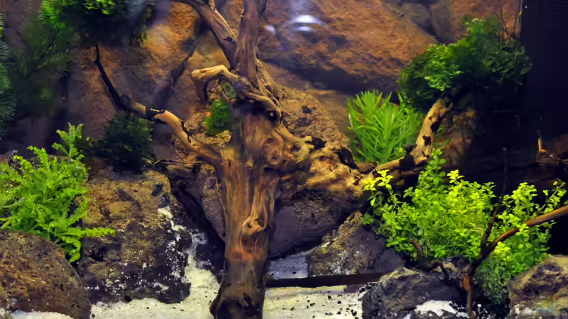 Aquarium Hauptansicht von Becken 29837