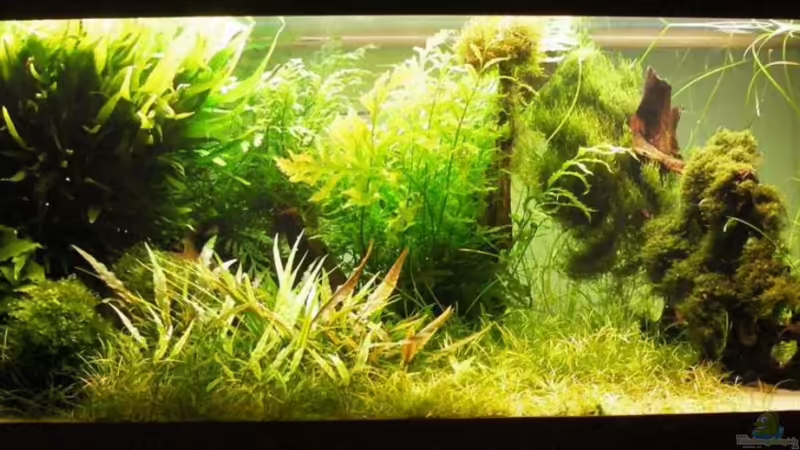 Aquarium Hauptansicht von Becken 300 von JMB (1)