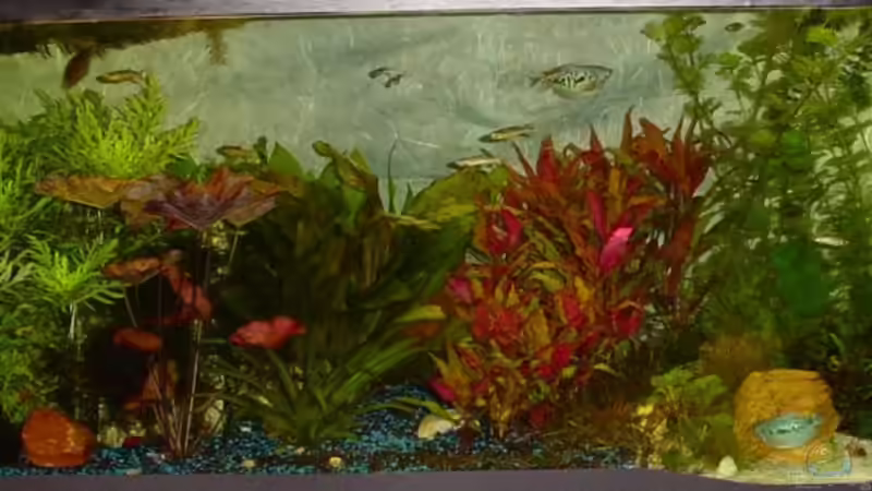 Aquarium Hauptansicht von Becken 3003 von Sabine Stark (1) (9)