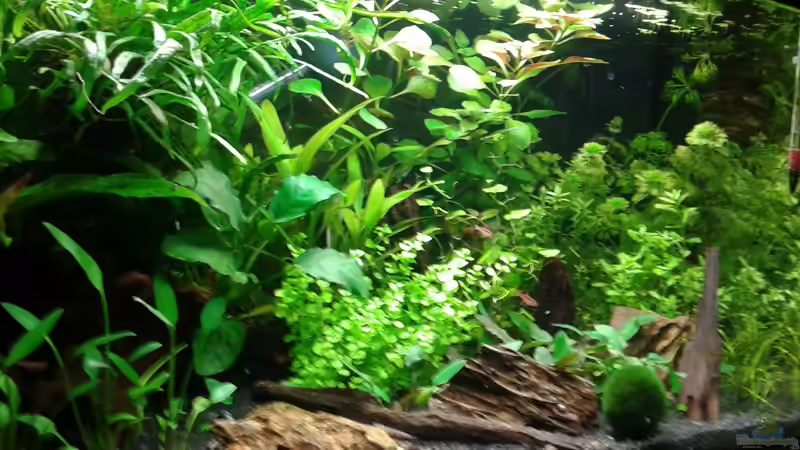 Aquarium Hauptansicht von Becken 30116 von cafesoleil (1)