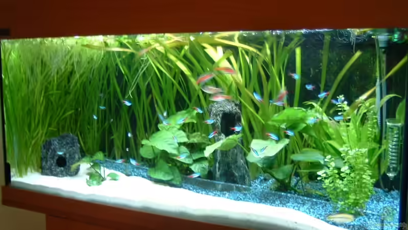 Aquarium Hauptansicht von Becken 3013